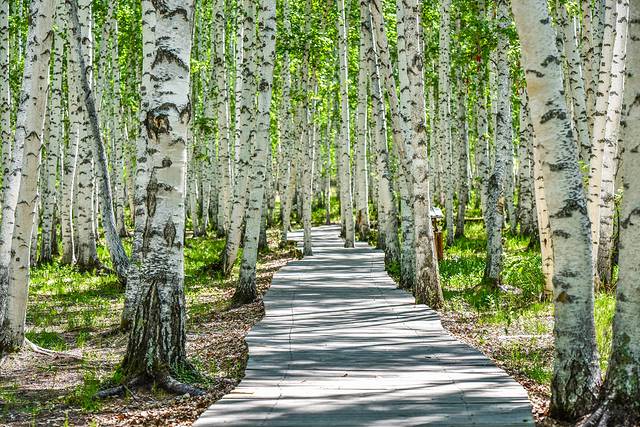 白桦林景区