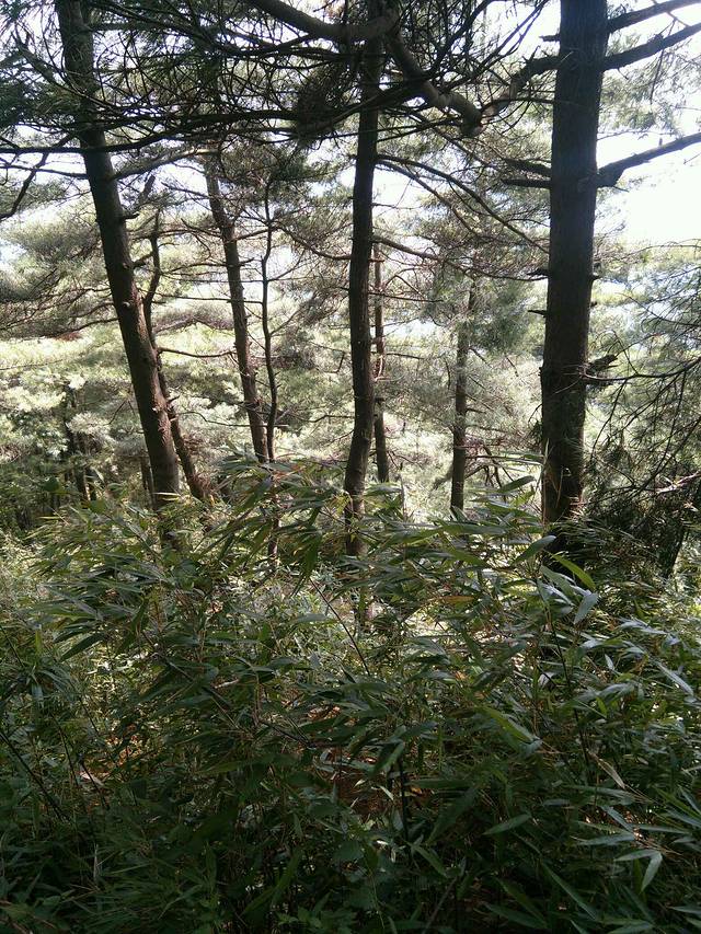 鸡峰山国家森林公园