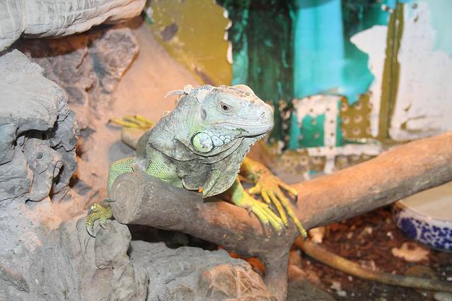 上海大自然野生昆虫馆（东方明珠•爬宠昆虫探索中心）