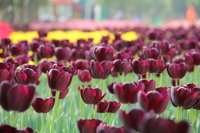 武汉农业集团郁金香主题公园