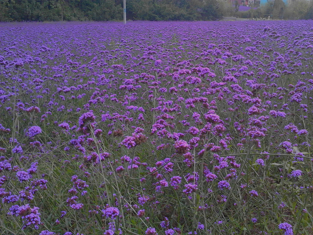 寻找不一样的夏天（栾川旅游攻略）