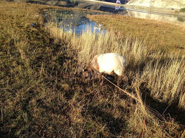 当周草原风景区
