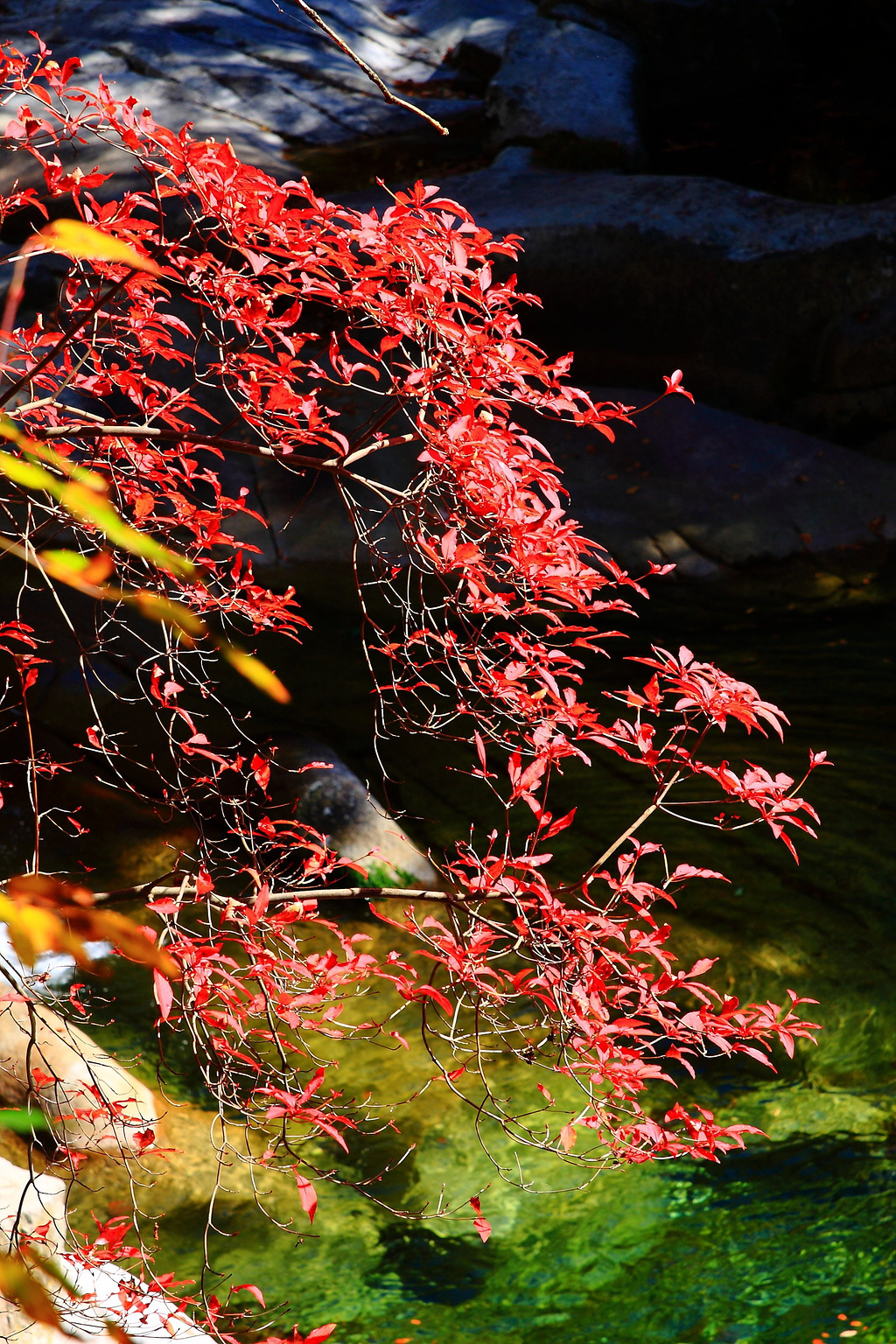 秋色朦胧光雾山