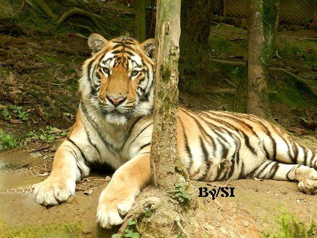 碧峰峡野生动物世界