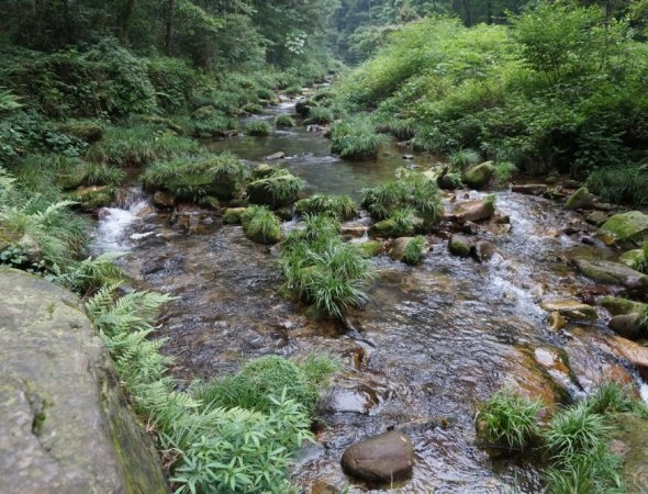 托利莫尔森林公园