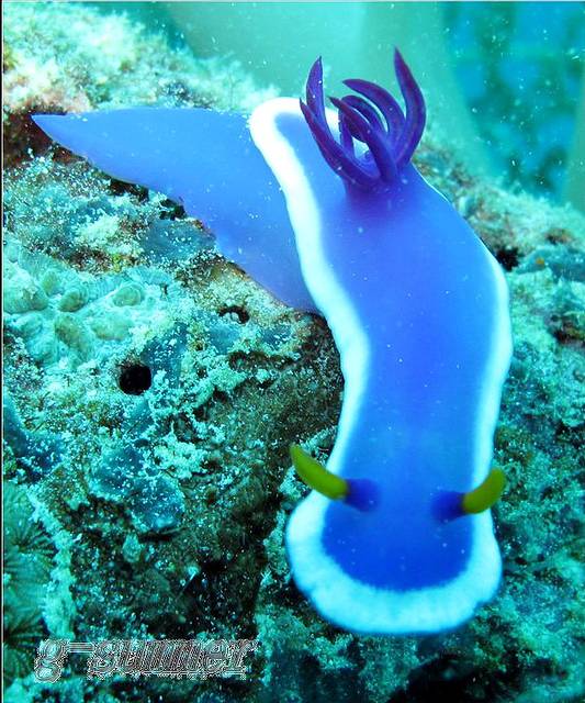 最爱海兔——潜水海兔篇