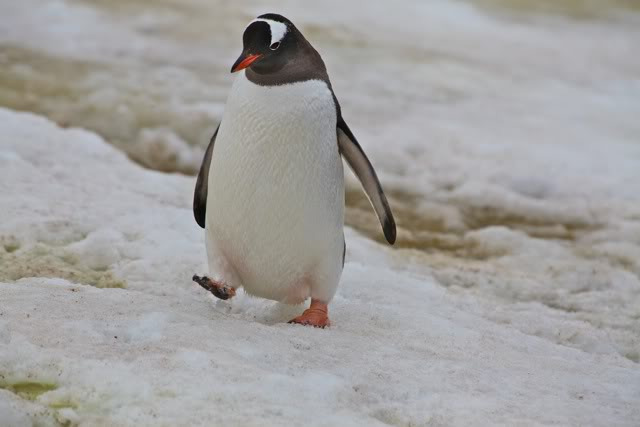 库佛维尔岛图片