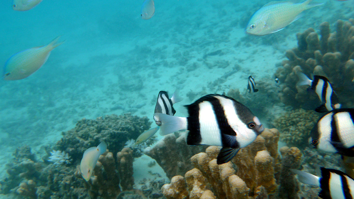 2017军舰岛,距离塞班岛10分钟的船程_军舰岛