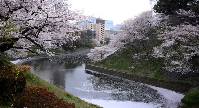 樱花季与母亲同游日本本州岛