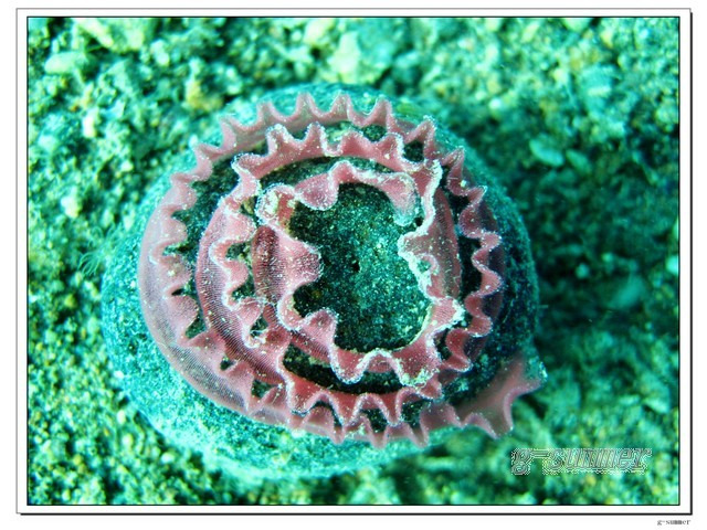 最爱海兔——潜水海兔篇