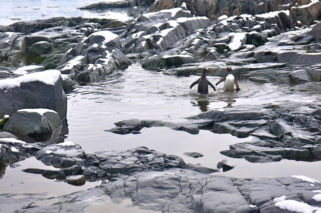 洛克罗伊英国站图片