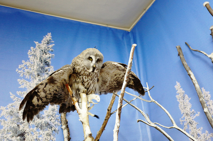 摩尔曼斯克州立博物馆图片