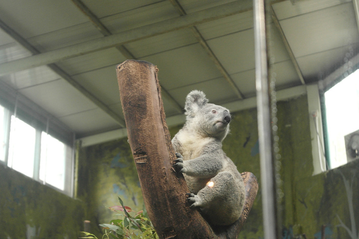 大马戏真的非常精彩_长隆野生动物世界评论 -
