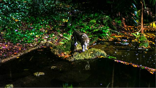 新加坡夜间野生动物园