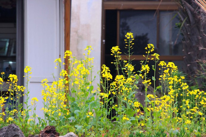2017夏季最高气温33.5℃,冬季最低气温1℃_龙