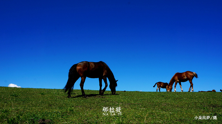 "骑马是从比较平缓的山坡而上，这边的视野十分的开阔，风景当然也会更好，更主要的是骑马的心情也会特别轻松_巴音布鲁克景区"的评论图片