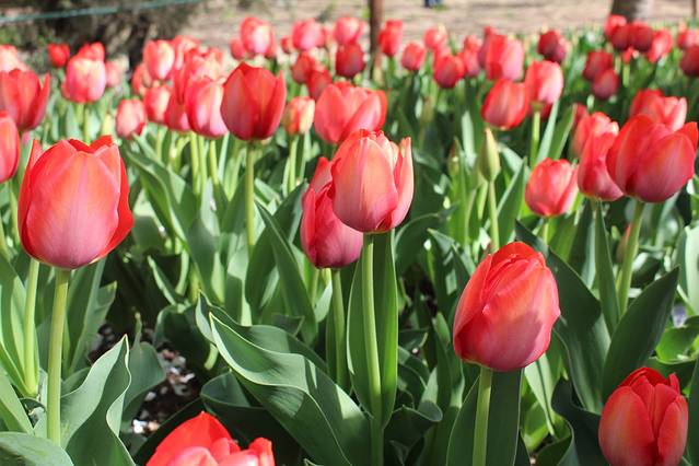 国家植物园(原北京植物园)