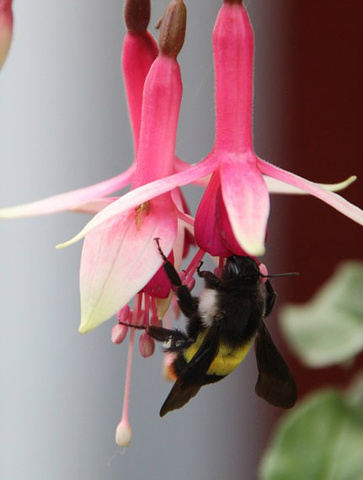 .语言是尼泊尔语和英语,在城市里英语基本可以