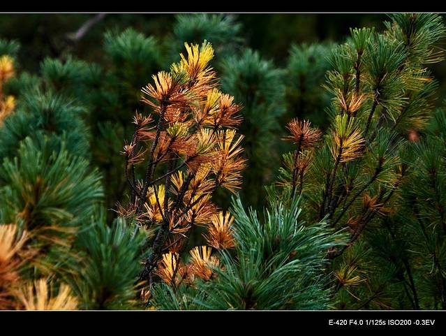 偃松,也叫爬地松,很有特色