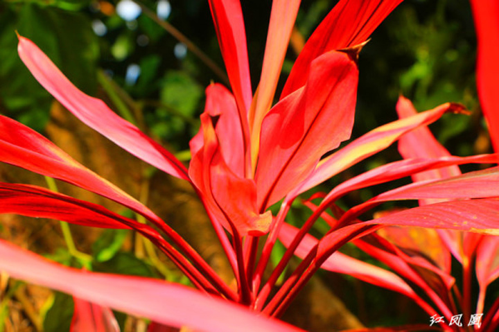 2017梦幻谷最经典的项目就叫踏瀑戏水_呀诺