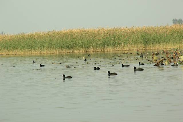 衡水湖旅游景区
