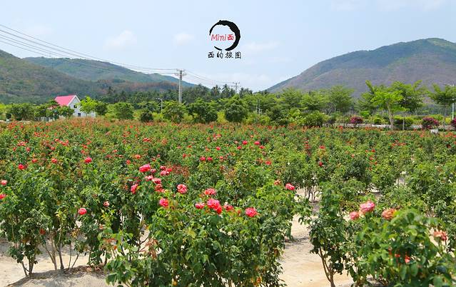 三亚亚龙湾国际玫瑰谷