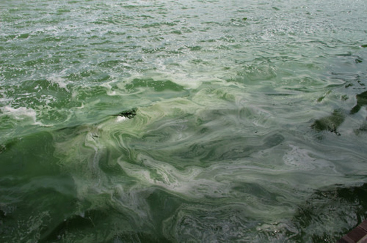 说好的清水呢?整个滇池都爆发绿藻,水变的脏脏的.