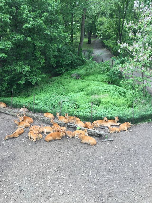 布朗克斯动物园