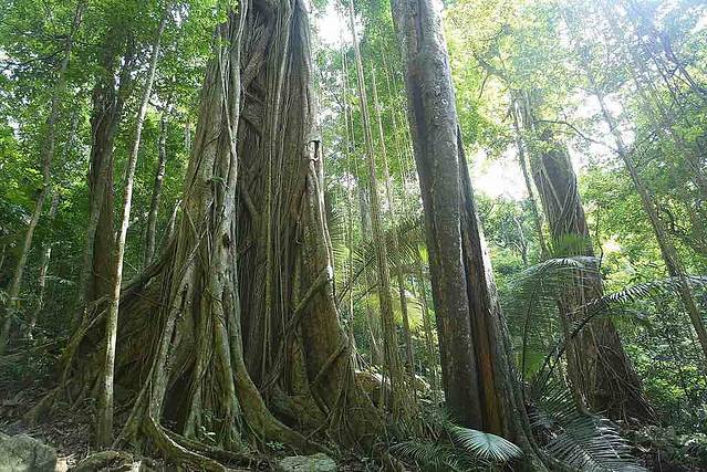 坝王岭长臂猿自然保护区