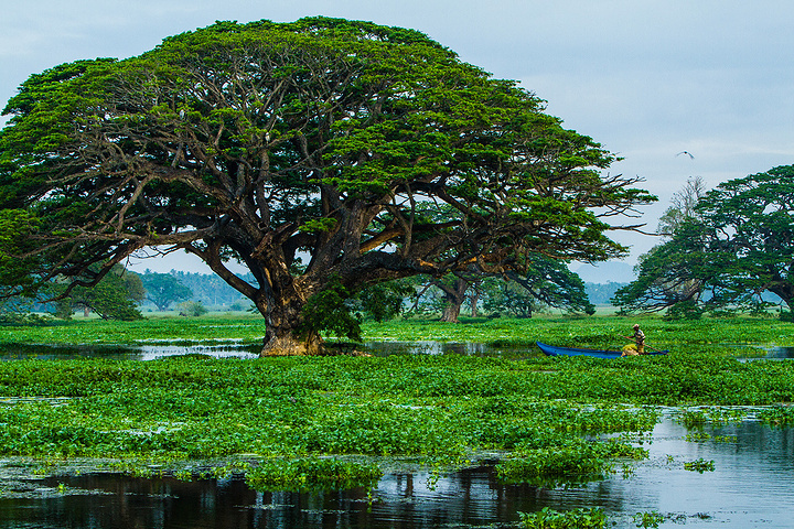 2017雅拉国家森林公园是1938年由英国殖民者