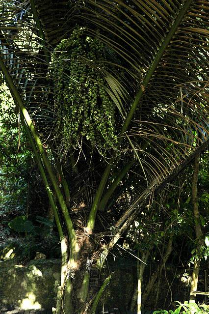 这种桄榔树在泰国也见过,当时还觉得稀奇呢,在亚诺达则屡见不鲜.