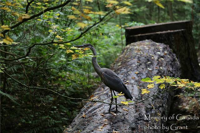 卡皮拉诺吊桥公园