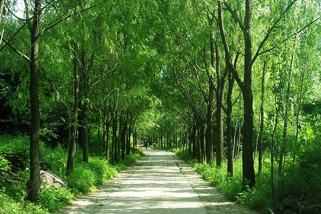 山庄里长长的林荫道,很喜欢