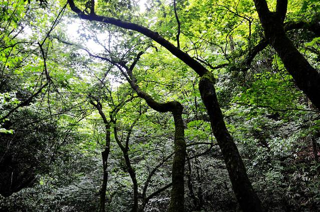 恩施坪坝营国家森林公园景区