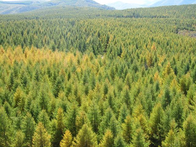 河北省塞罕坝机械林场总场大唤起林场