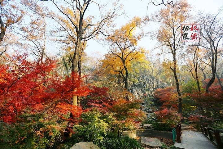 "都说秋风扫落叶，加上最近天气多变且恶劣，担心枫叶掉光，等真正来到栖霞山，赤橙黄绿、层林尽染，美丽非常_栖霞山"的评论图片