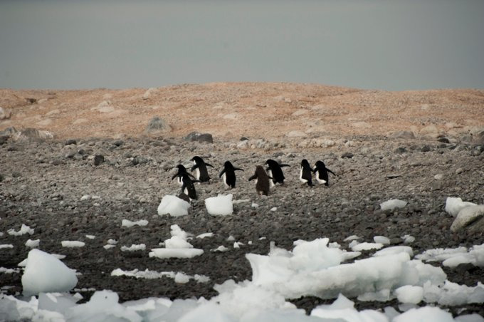 Paulet Island图片 Paulet Island图片