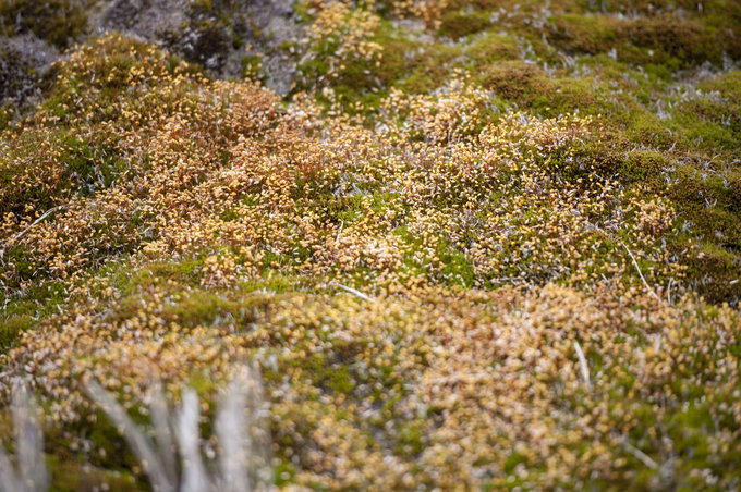 Godthul峡湾图片 Godthul峡湾图片