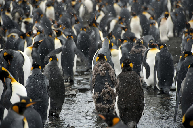 王企鹅的世界图片 王企鹅的世界图片