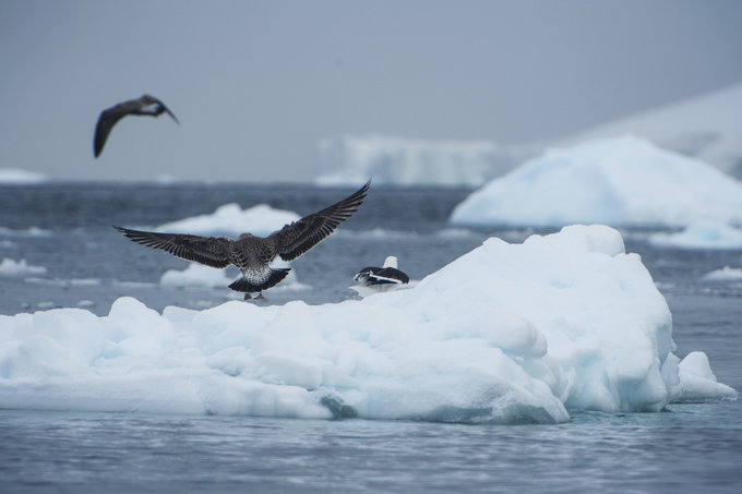 Danco岛图片 Danco岛图片