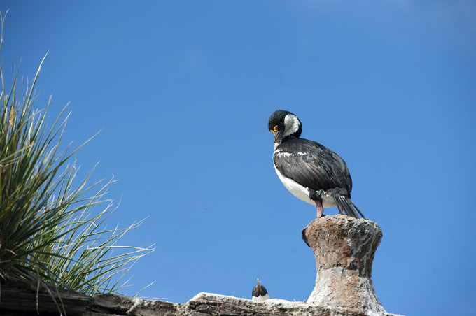 鸟类介绍图片 鸟类介绍图片