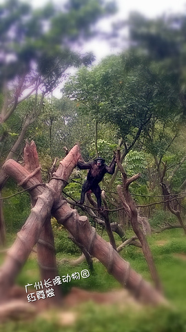 2017广州长隆野生动物园好大,动物超级多_长