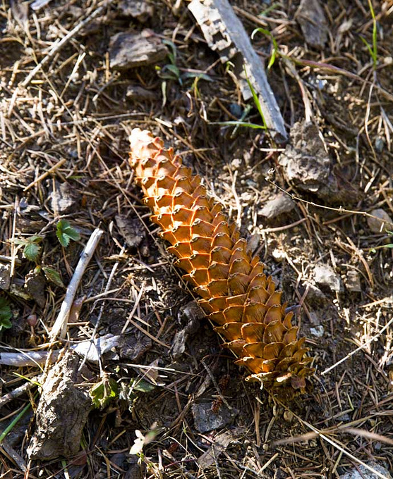 马里帕沙巨杉林图片