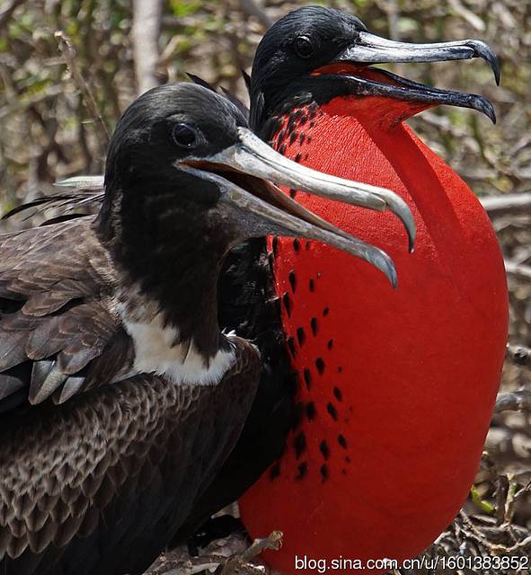 游记详情 当我第一次看到这有着"庞大"的红色喉囊