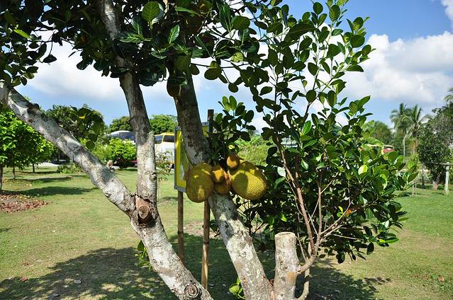 泰国热带水果园