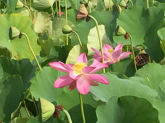 "_贾平凹故居"的评论图片