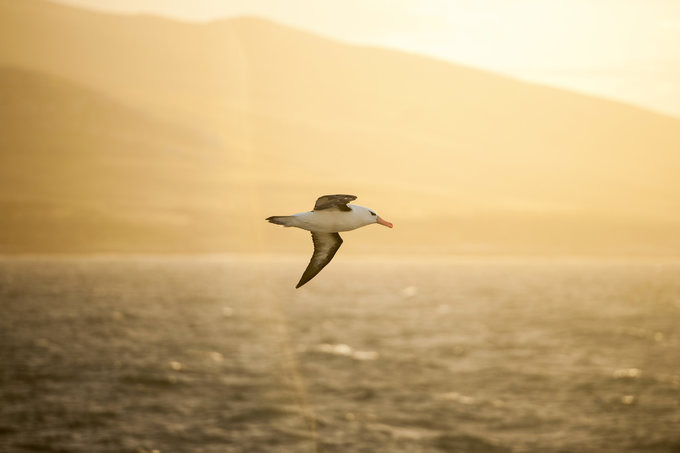 鸟类介绍图片 鸟类介绍图片