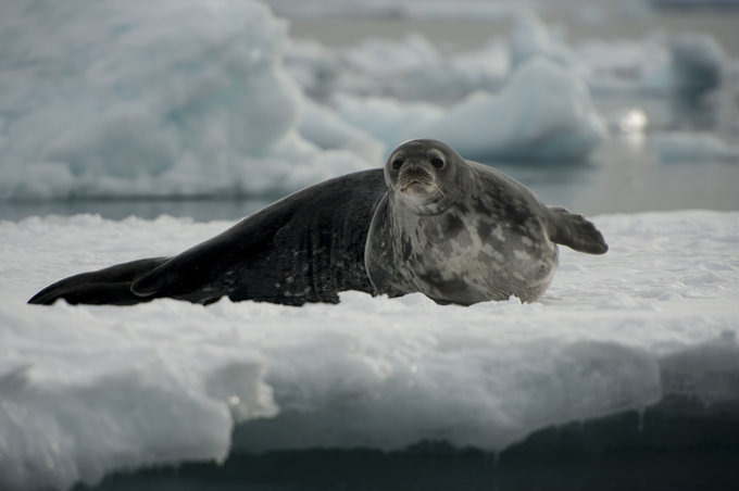 Paulet Island图片 Paulet Island图片