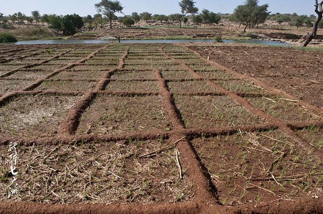 每一方块间用石头或硬土隔开以便保存水分,他们就在这样的"田地"里