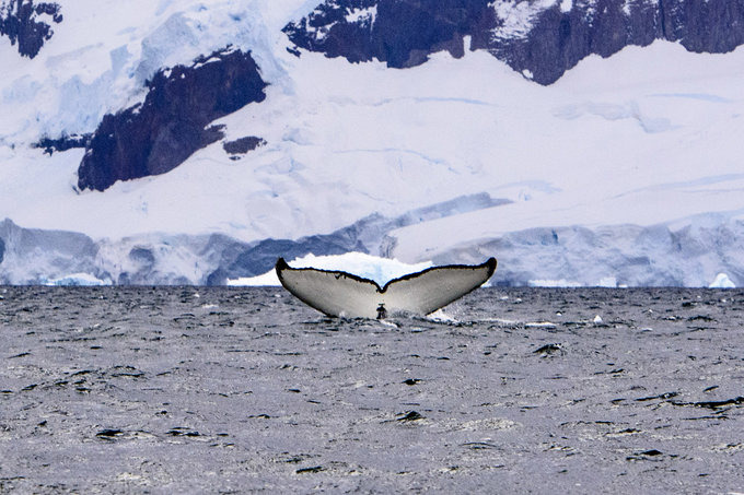 鲸鱼科普图片 鲸鱼科普图片